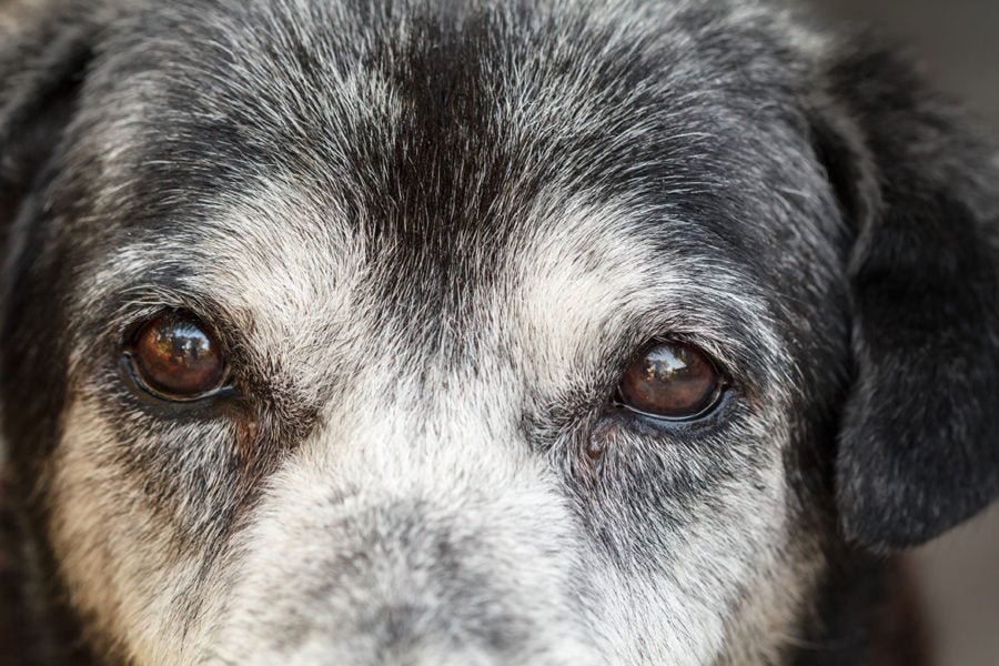 Arthritis and Dogs