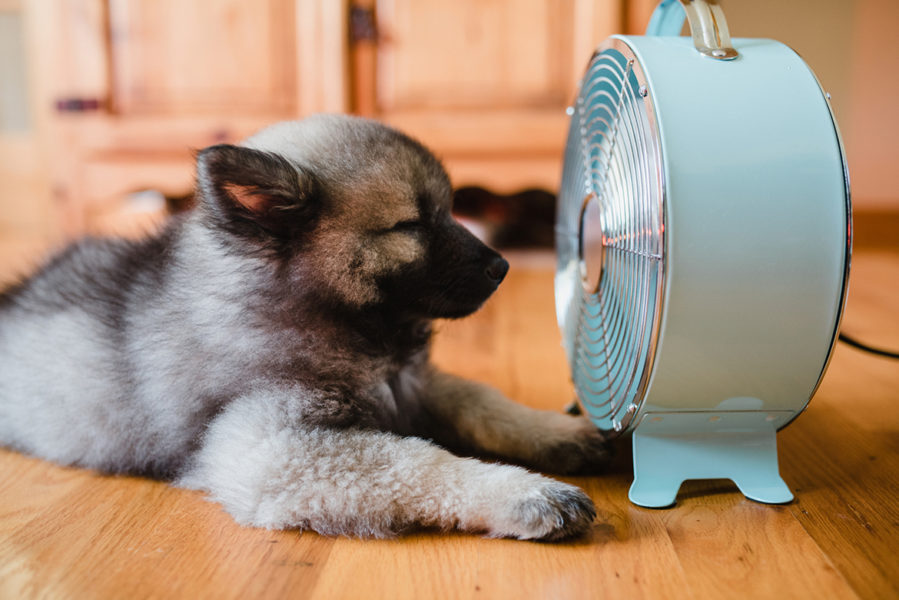 Heat Safety for Dogs