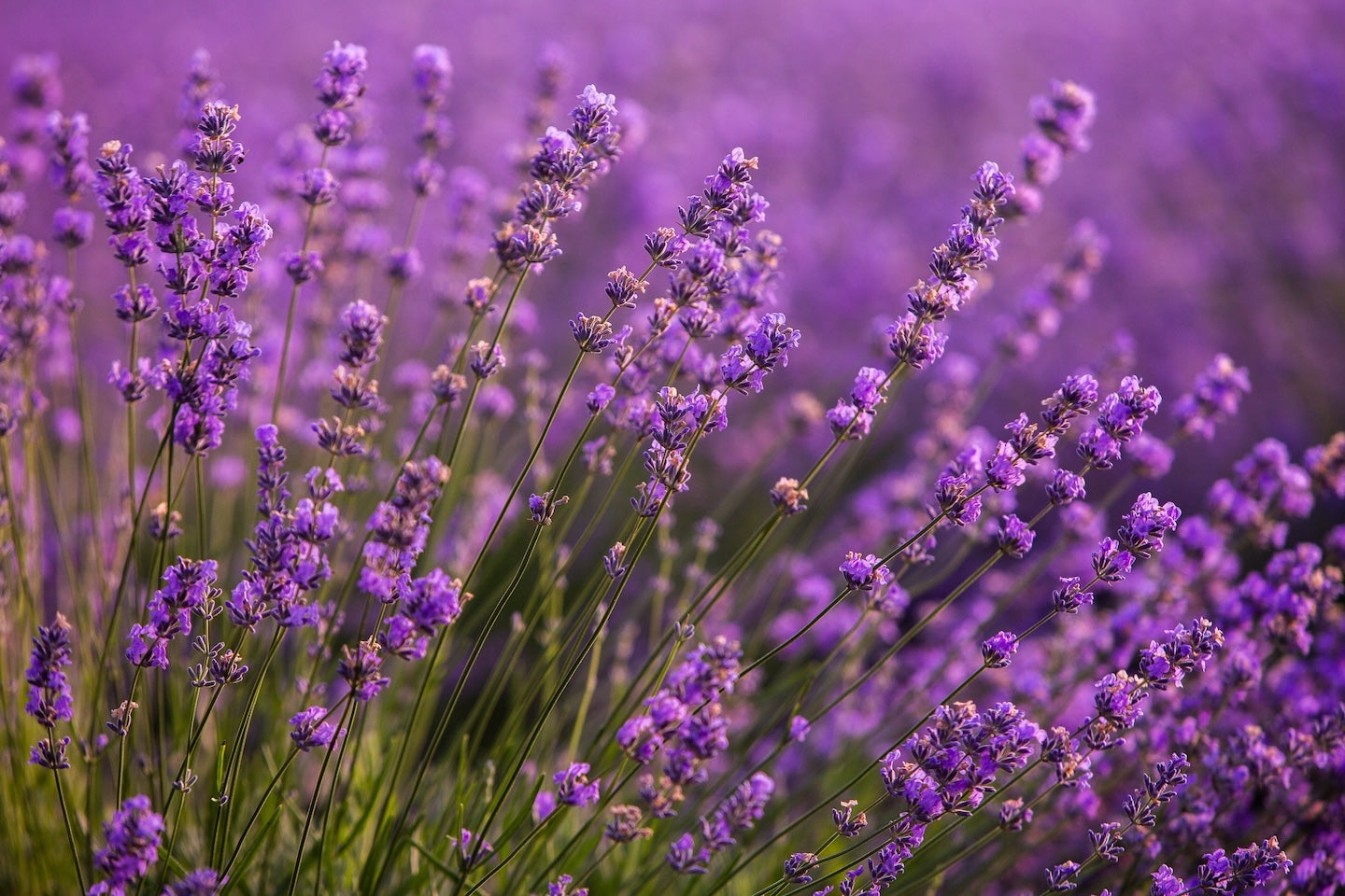 Indies Newsletter - August: Natural Remedies and a New Display