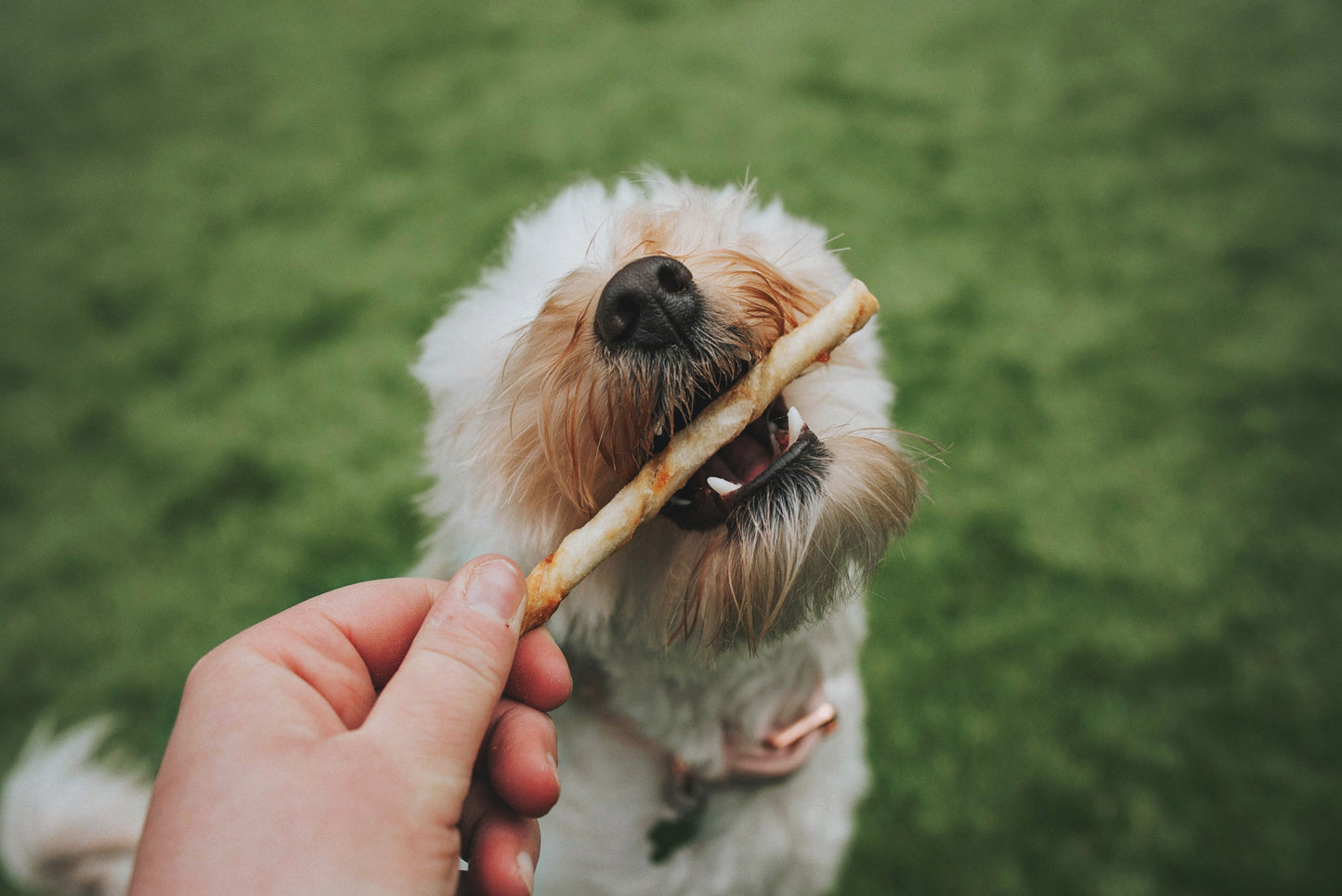 Back to (Chew) School