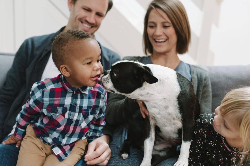 Welcoming a New Dog Into Your Home