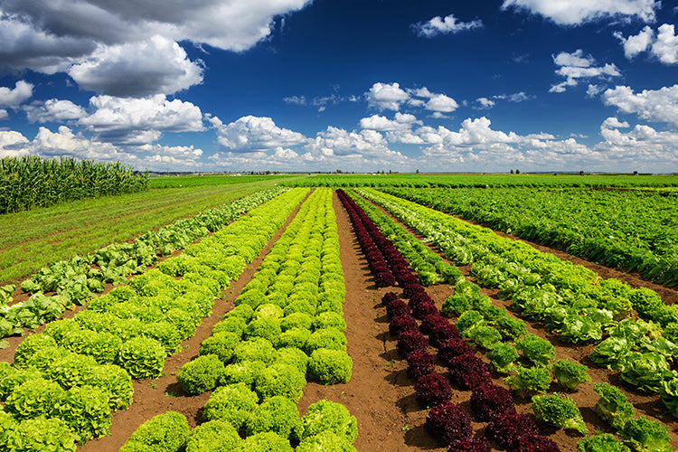We've Offset Our Carbon Emissions!
