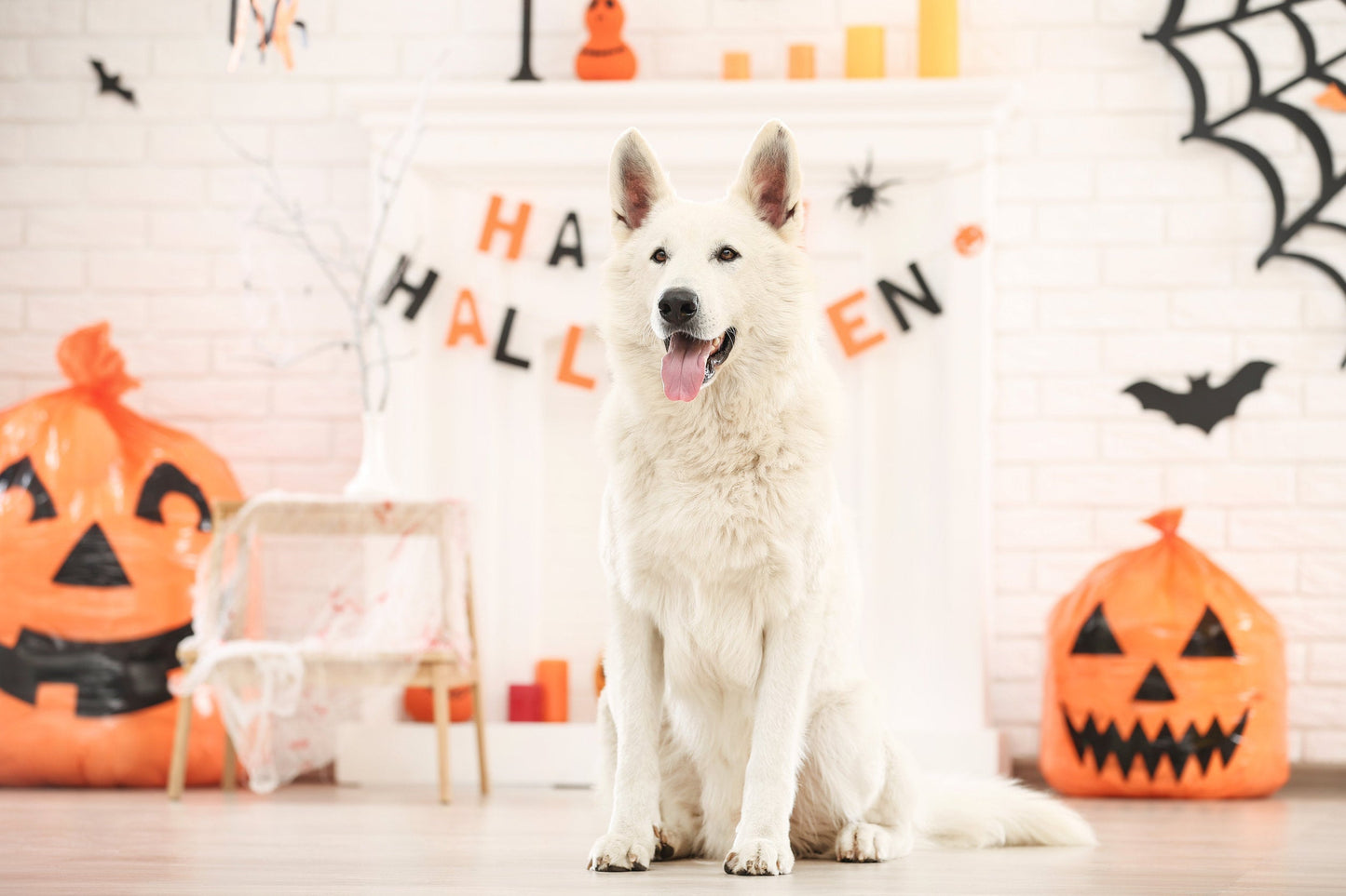 A Not-So-Scary Halloween for your Pets
