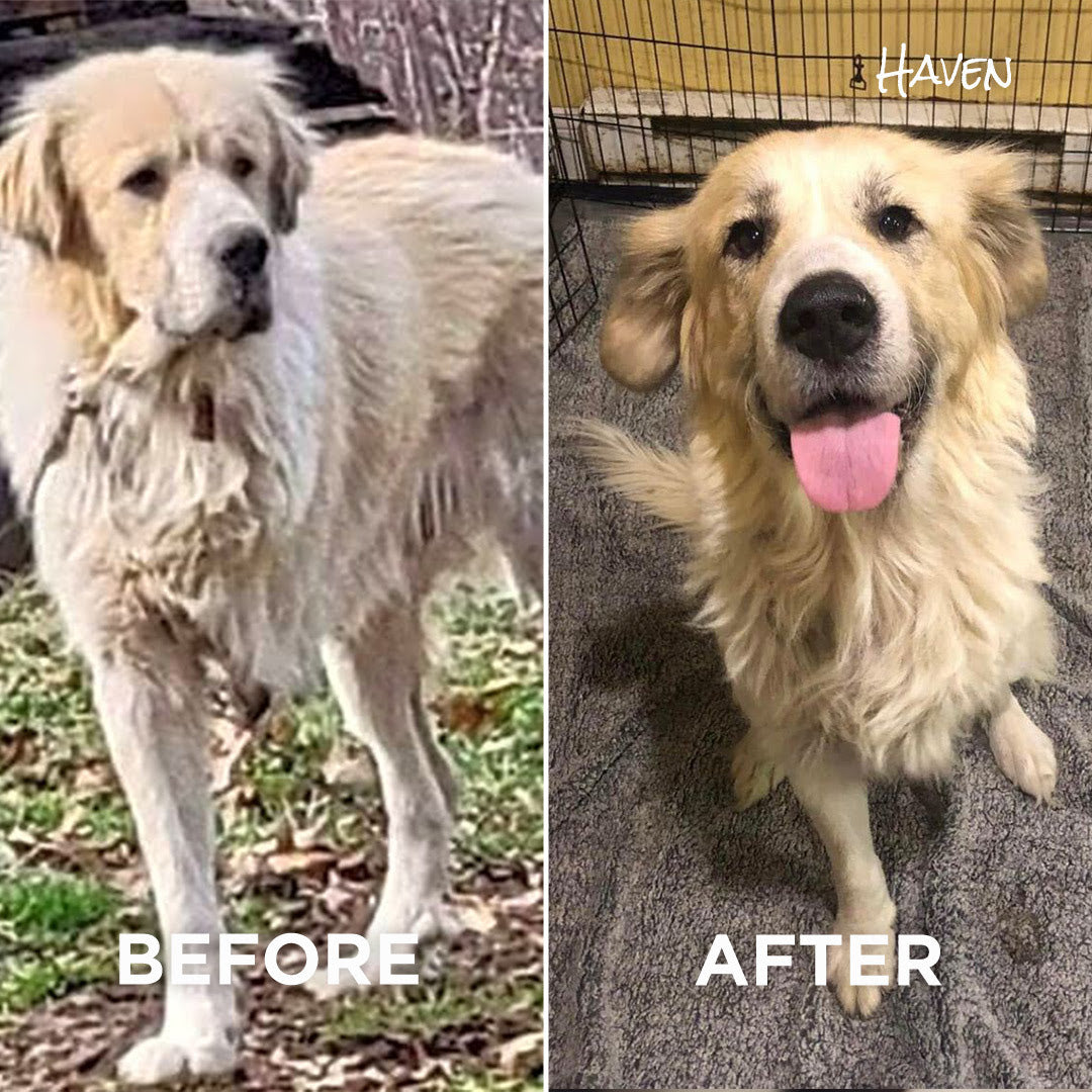 A Safety Net for Dogs in Need