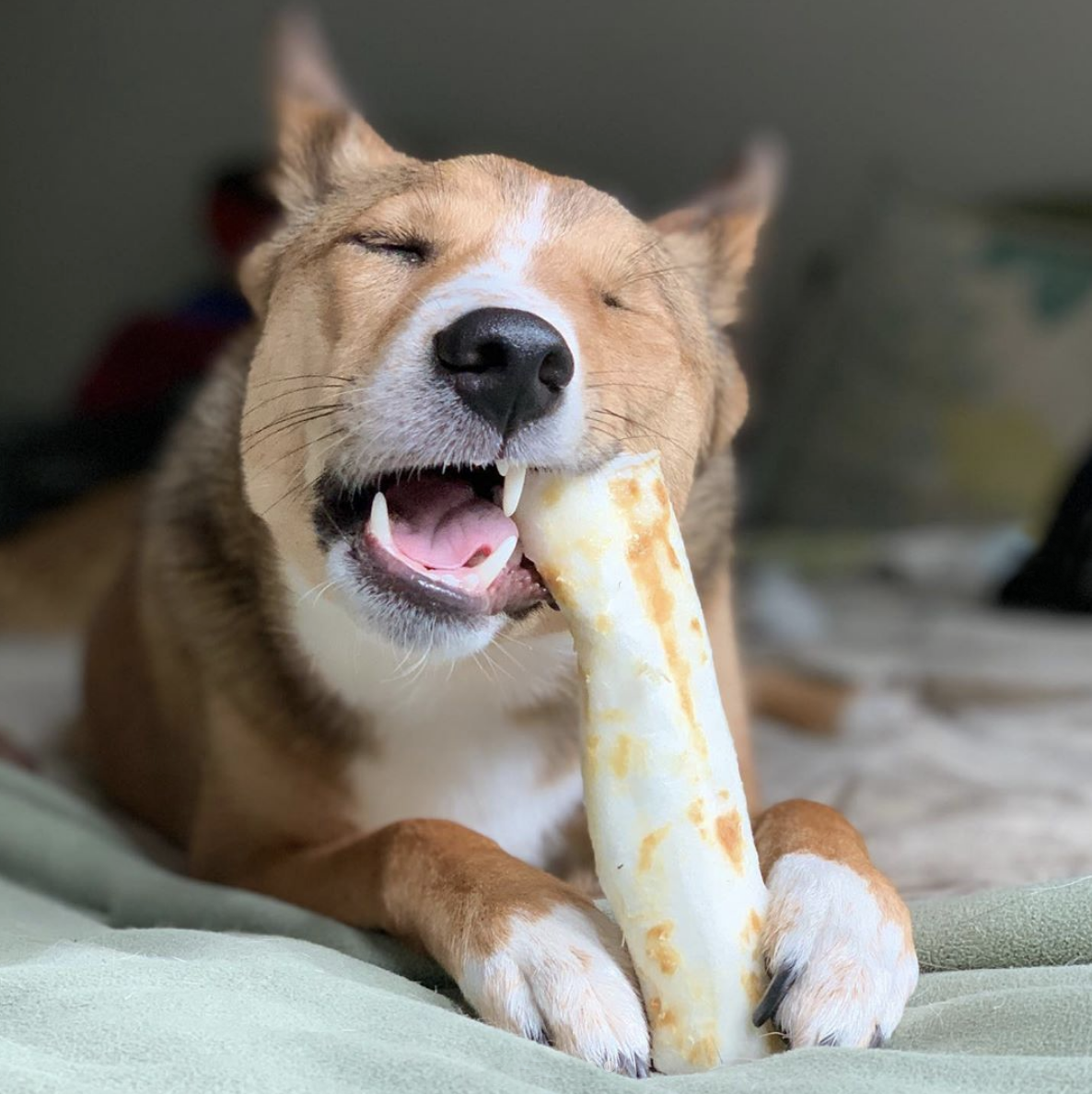 Our No-Hide® Chews Are Bananas!