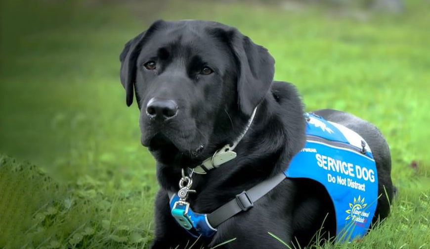 Service Dog Awareness Month Spotlight