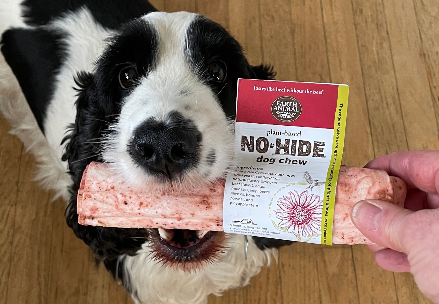 Why Plant-Based Pet Products?