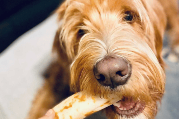 Why No-Hide® Chews are a (WAY) Better Choice Than Rawhide