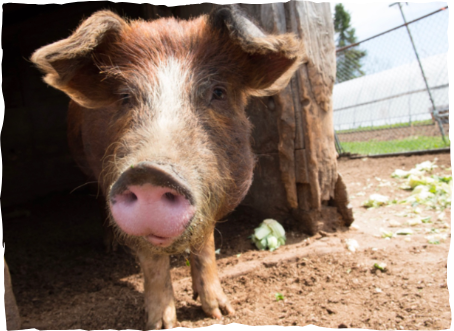 Animal Welfare Framework Prioritizes Humane Treatment of Animals