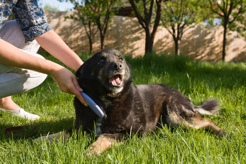 How to Groom Your Dog at Home