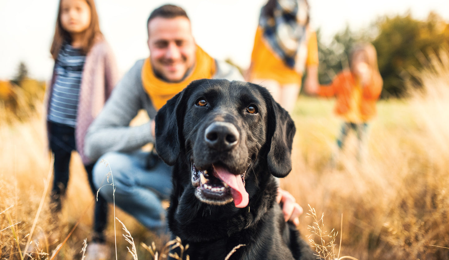 How to Avoid the Triggers of Pet Cancer