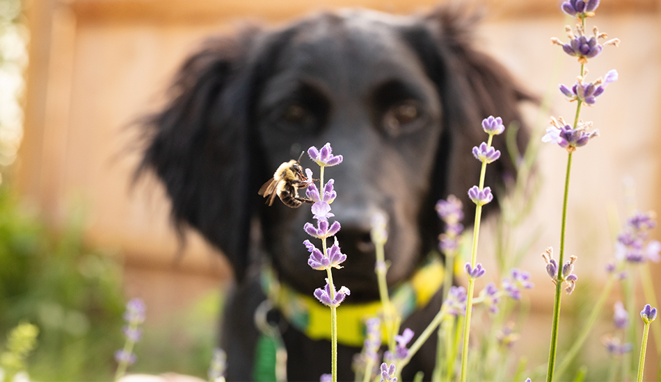 Autumn Sting Alert! Protect Your Pets from Bee Trouble This Season