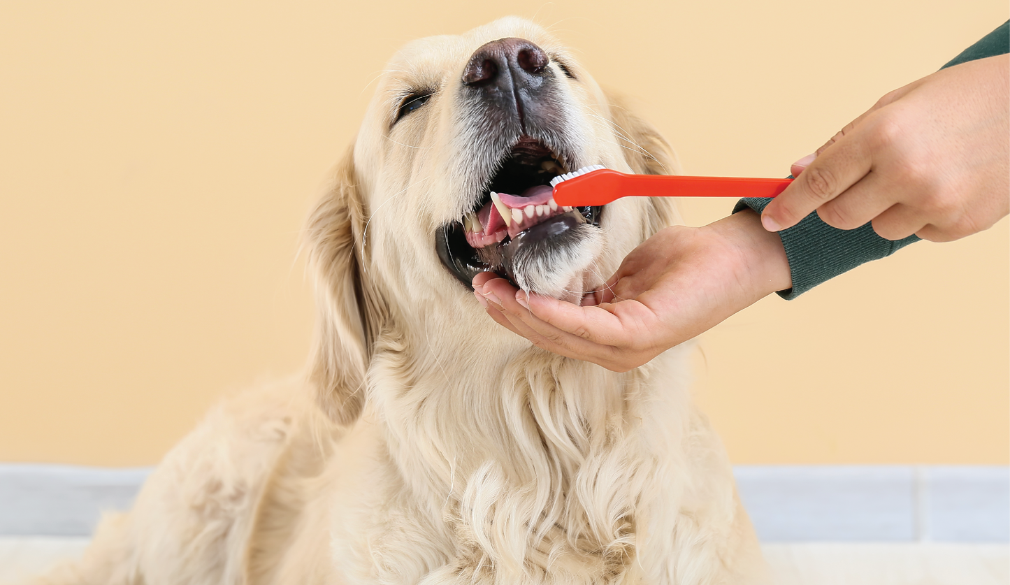 Oral Health Concerns? Here's What We Recommend!