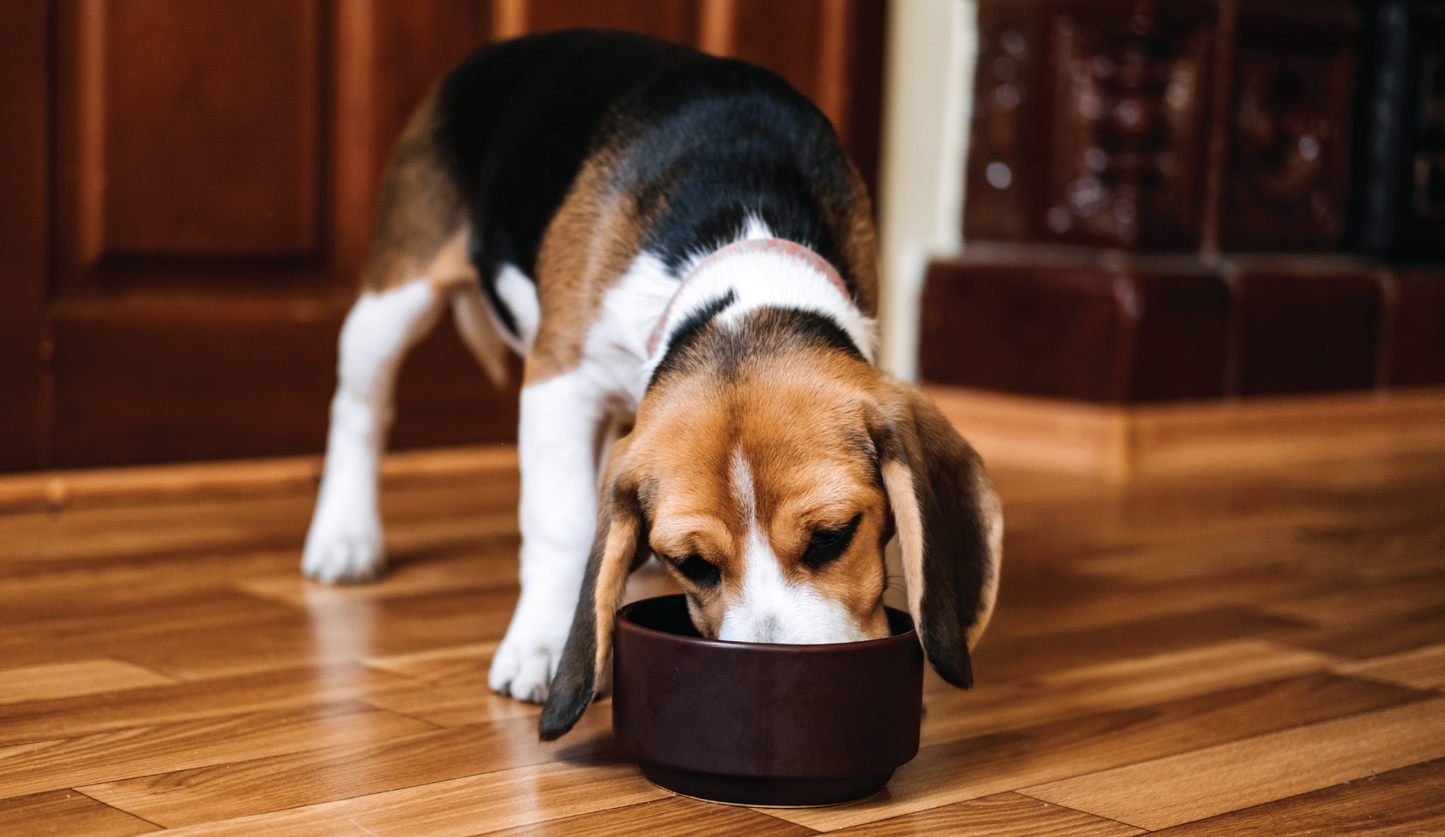 The First Step to Improving Your Dog's Health