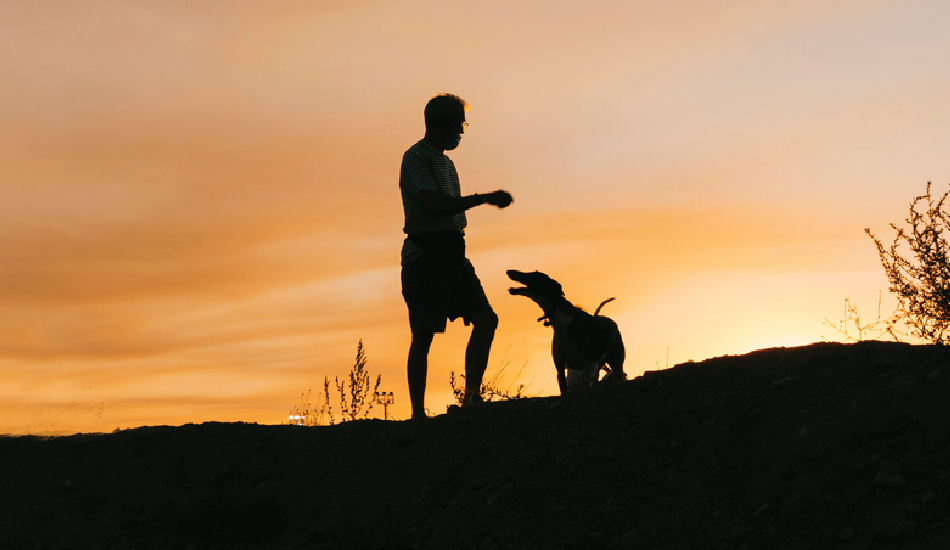 What to Do If Your Dog Is Diagnosed with Cancer: A Guide for Pet Parents (Full Version)