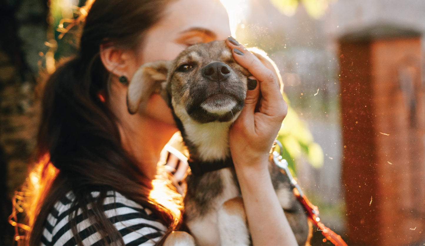 Bringing a New Dog Home? Here's How to Start Their Healthy Journey