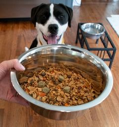 Healthy Food Pyramid for Dogs
