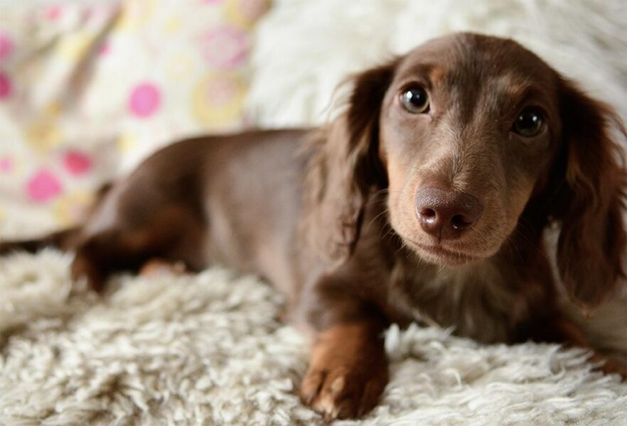 Preparing Your Dog for the Stress and Danger of Fireworks Season