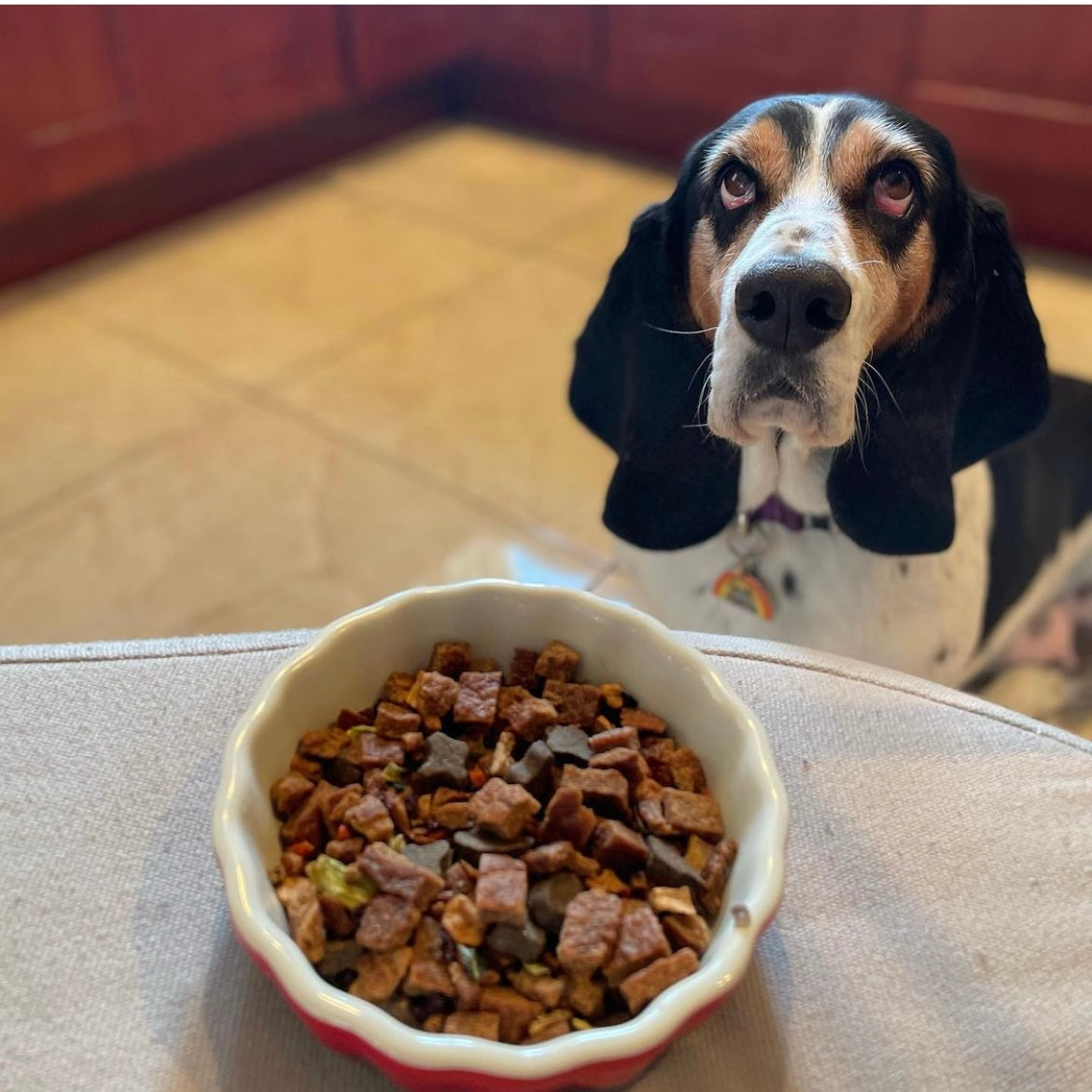 How to Introduce a New Food to Your Dog