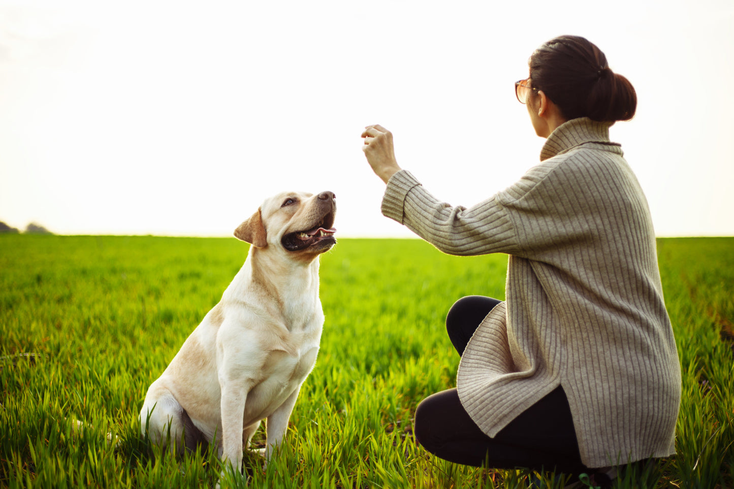 The Hard Work of Training Service Dogs