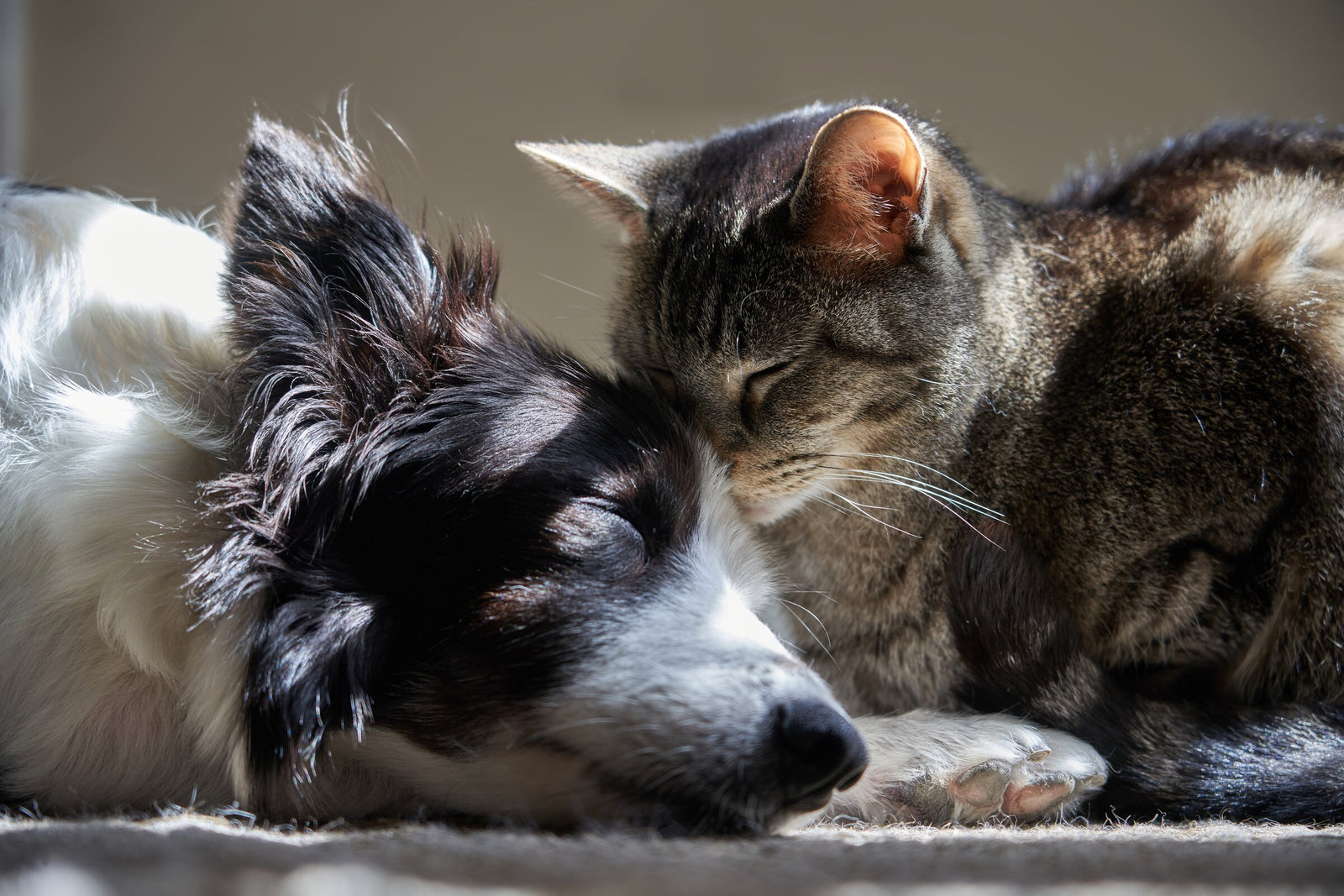 Partner with Earth Animal.