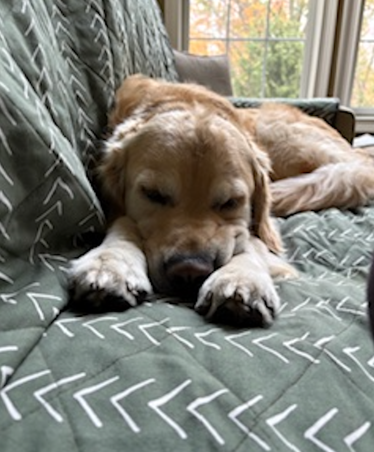 — Beth, dog parent