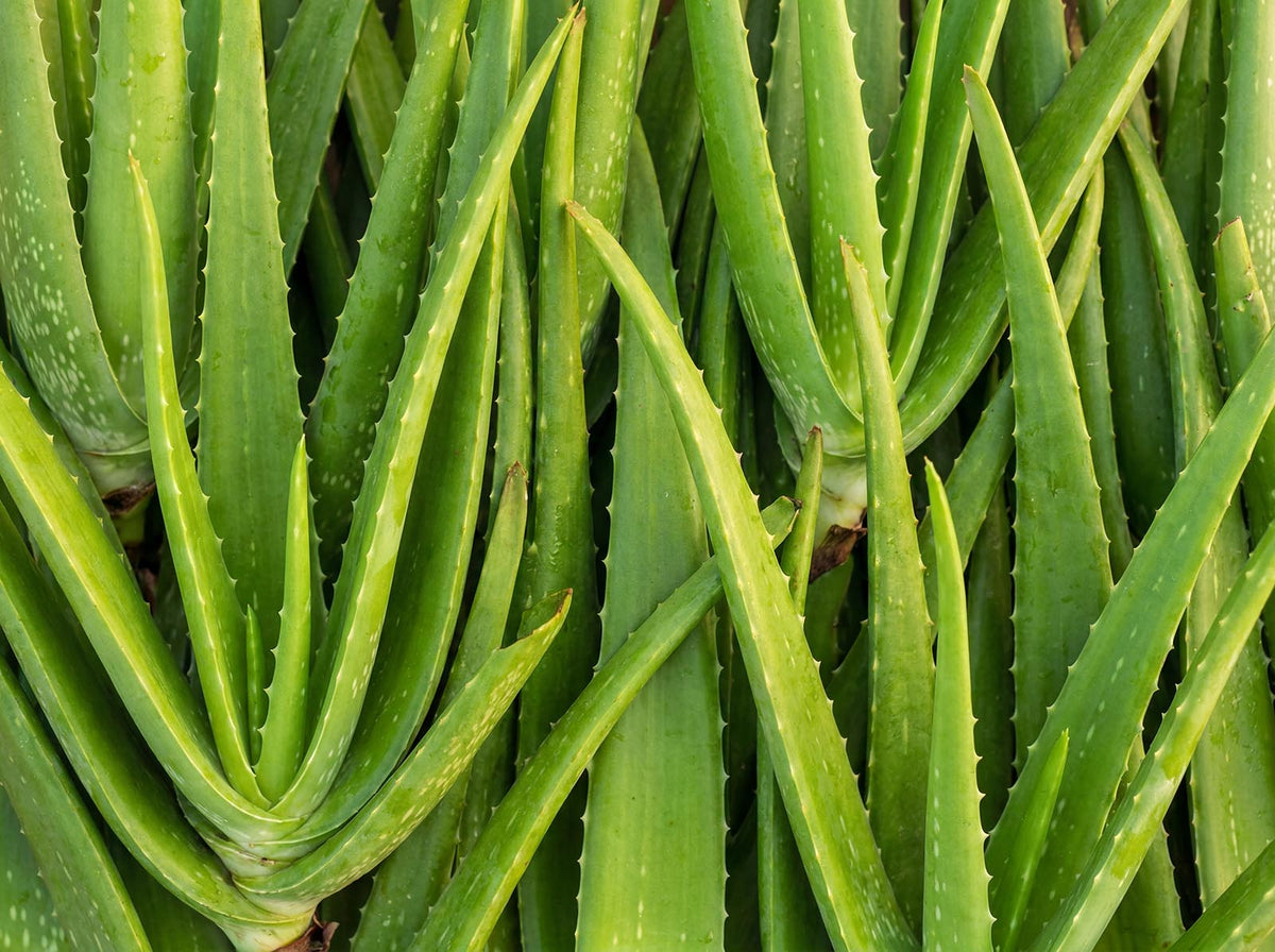 Aloe Vera