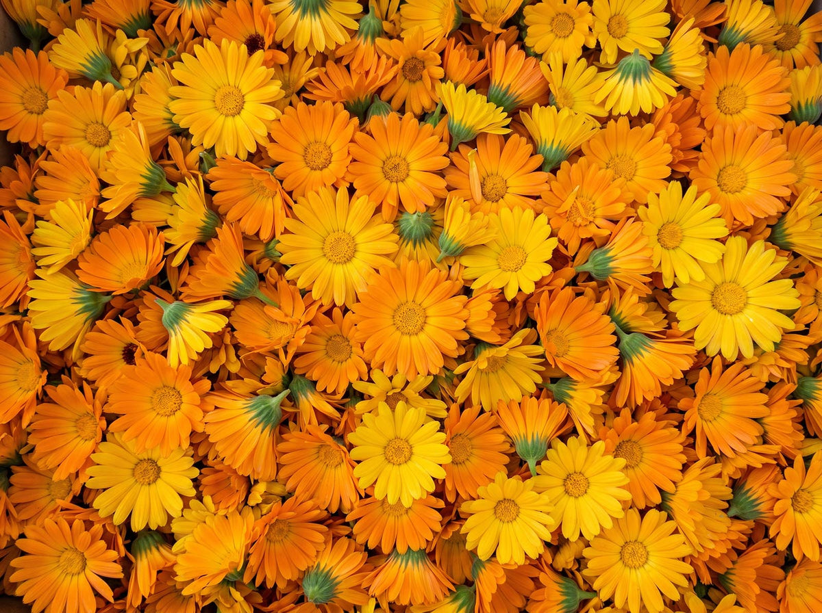 Calendula