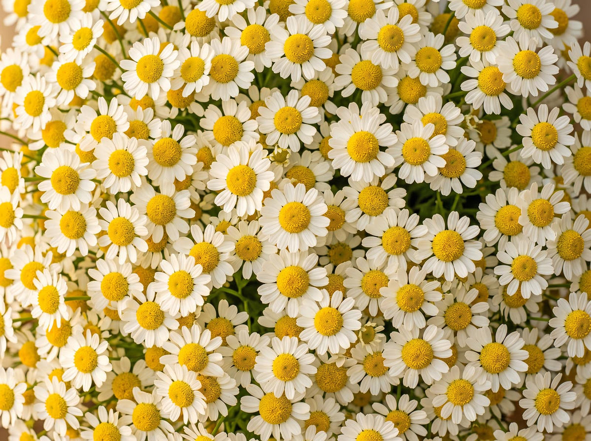 Chamomile
