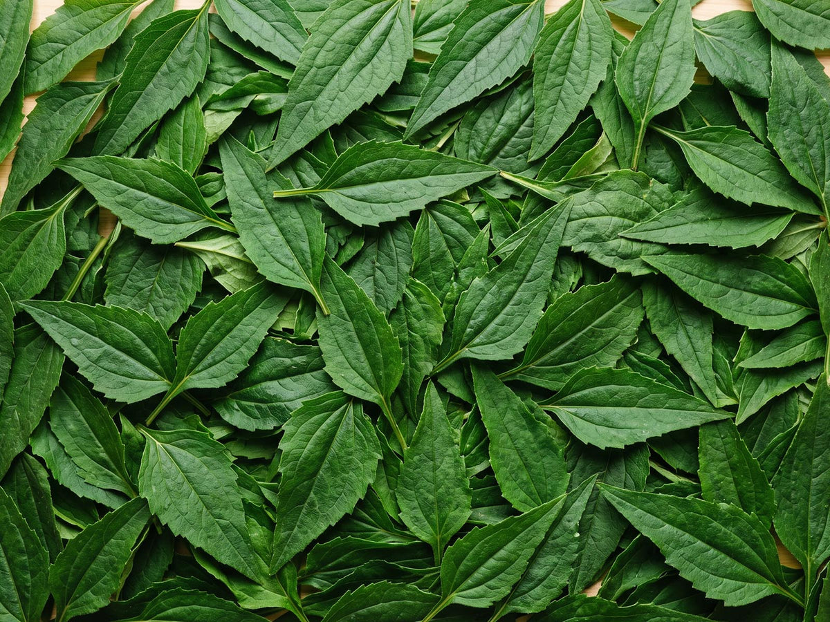 Echinacea Purpurea Leaf