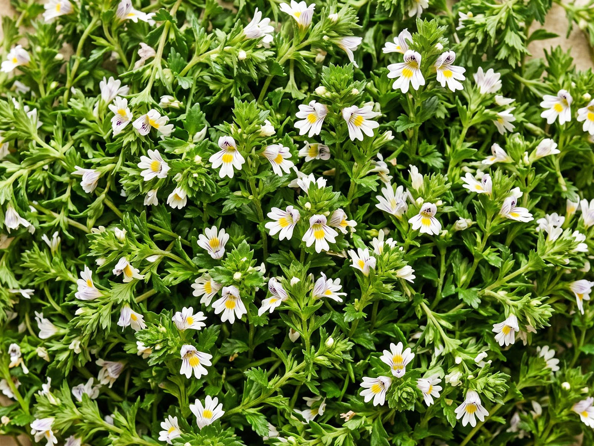 Eyebright