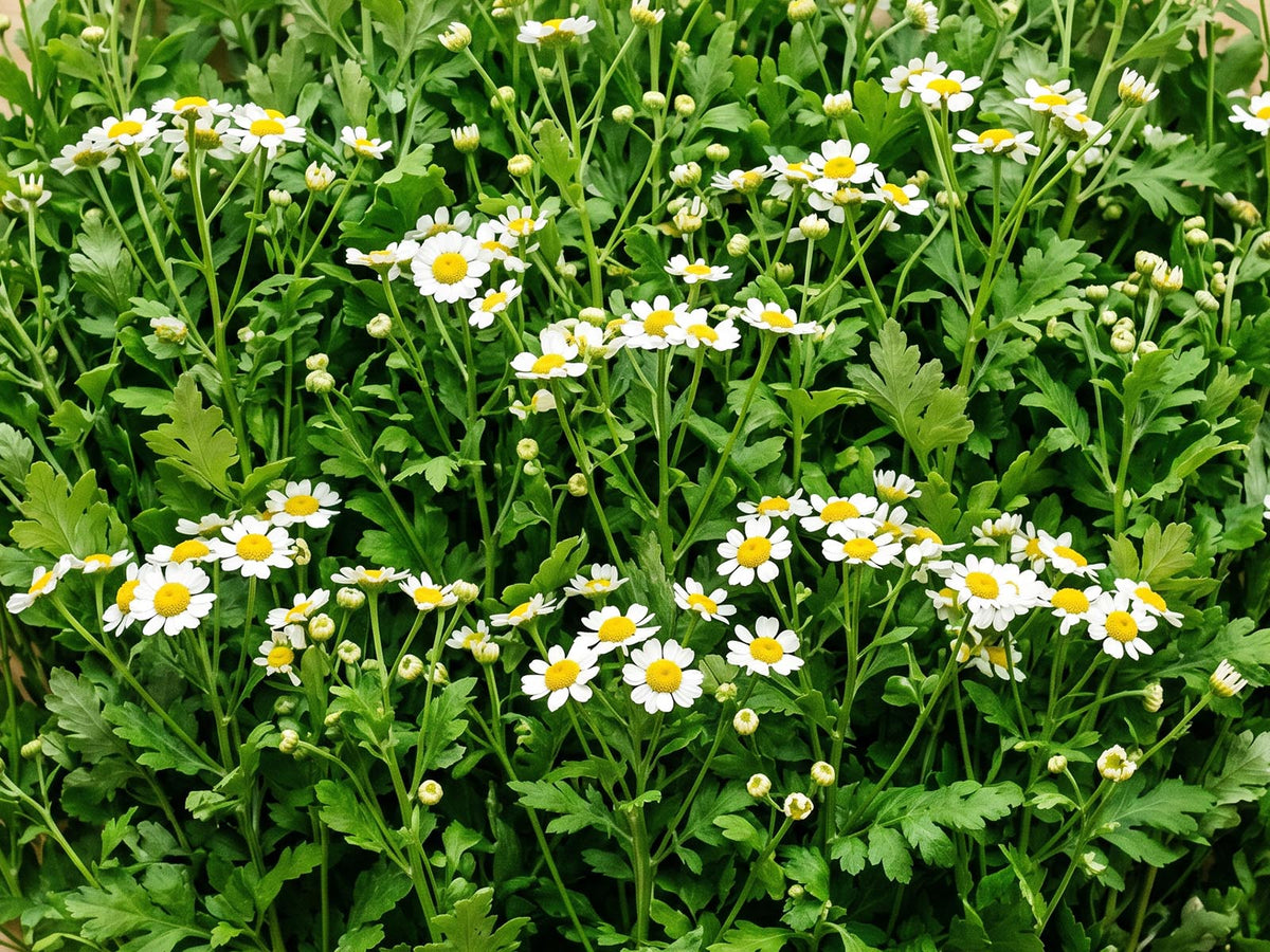 Feverfew