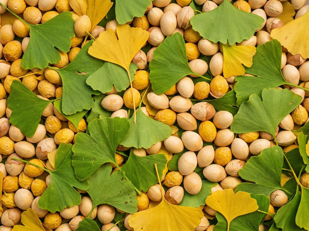 Ginkgo