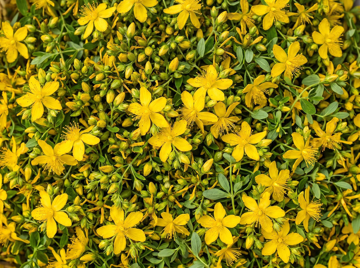Hypericum