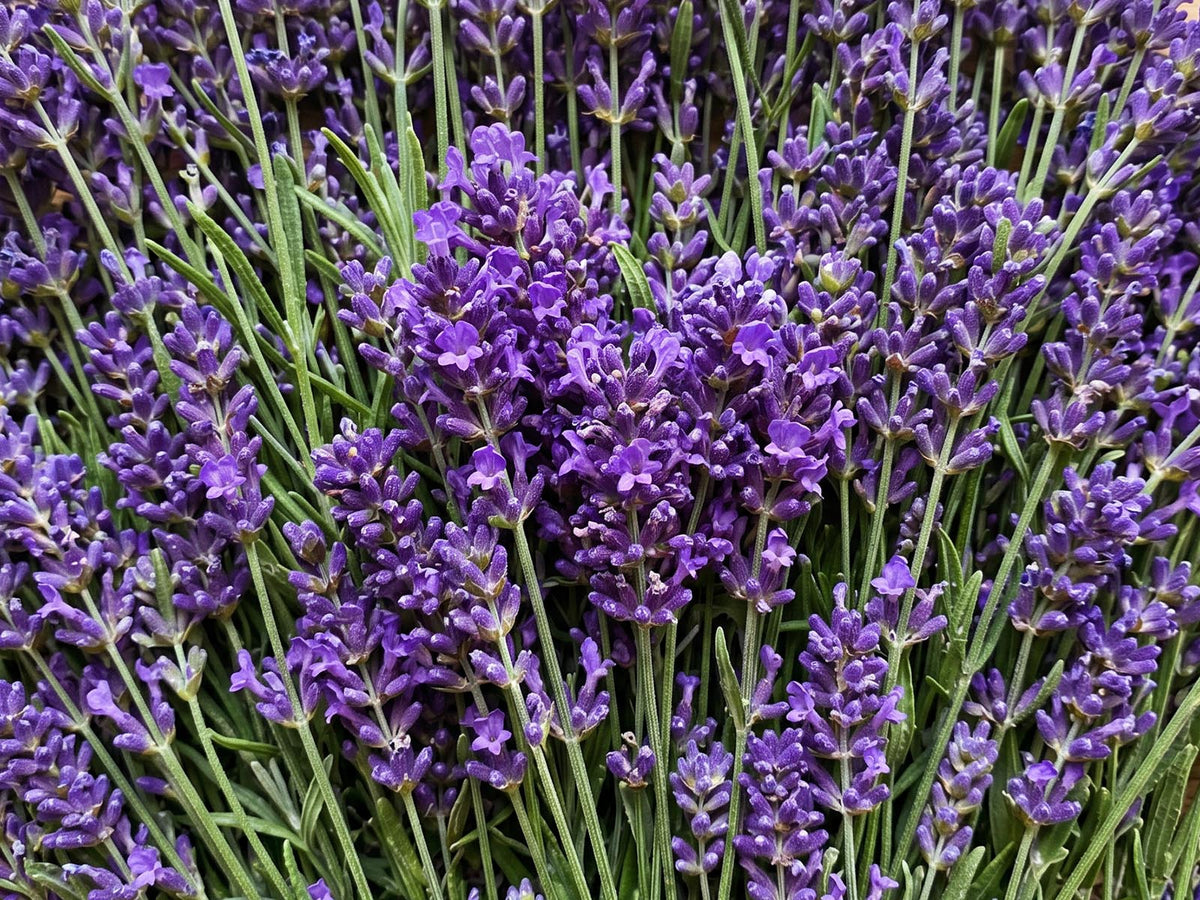 Lavender