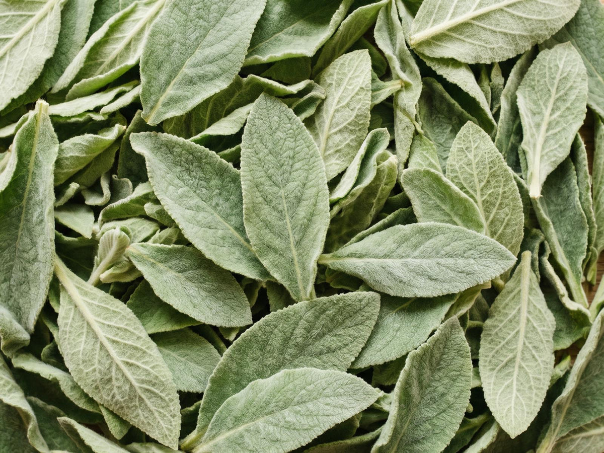 Mullein