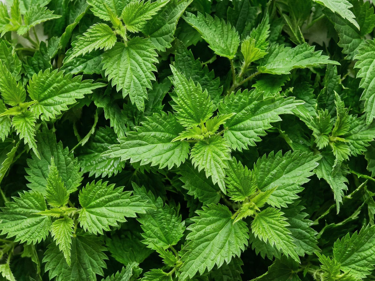 Nettles
