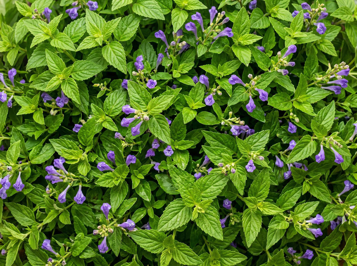 Skullcap
