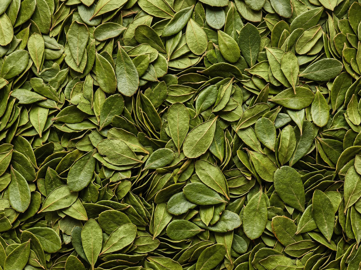 Uva Ursi