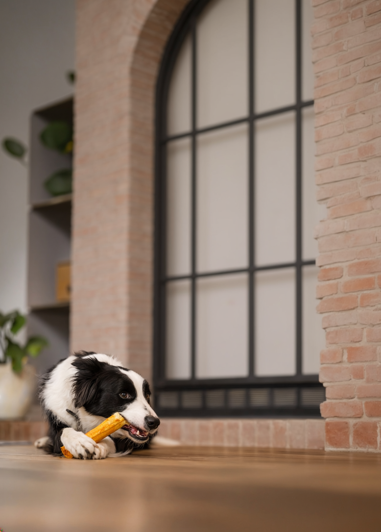 Dog chewing on a No-Hide Roll indoors