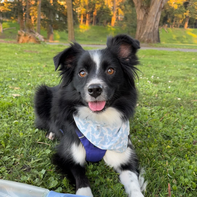 — Gwen, dog parent