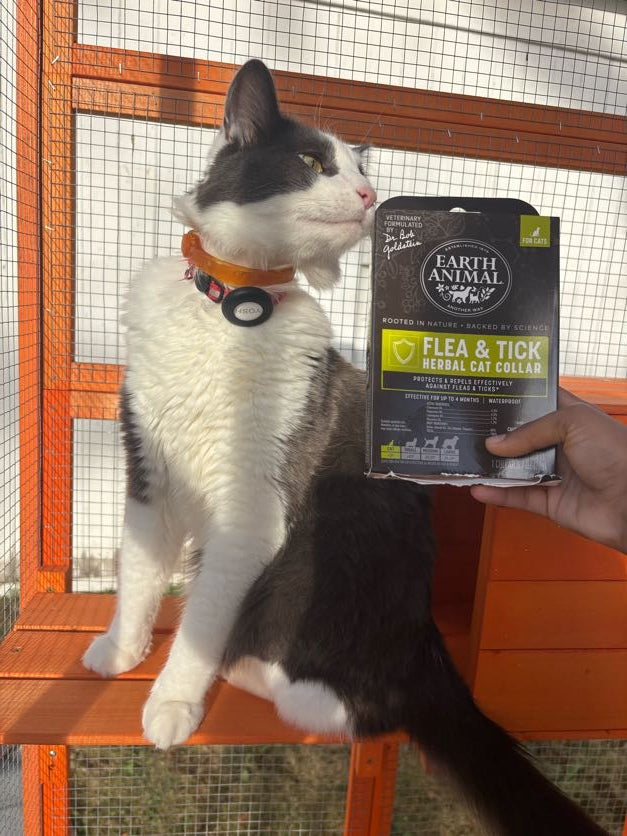Cat outside in a catio with Nature's Protection Step 2: External protective herbal collar