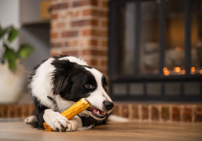 Dog eating a No-Hide chew in front of a fireplace
