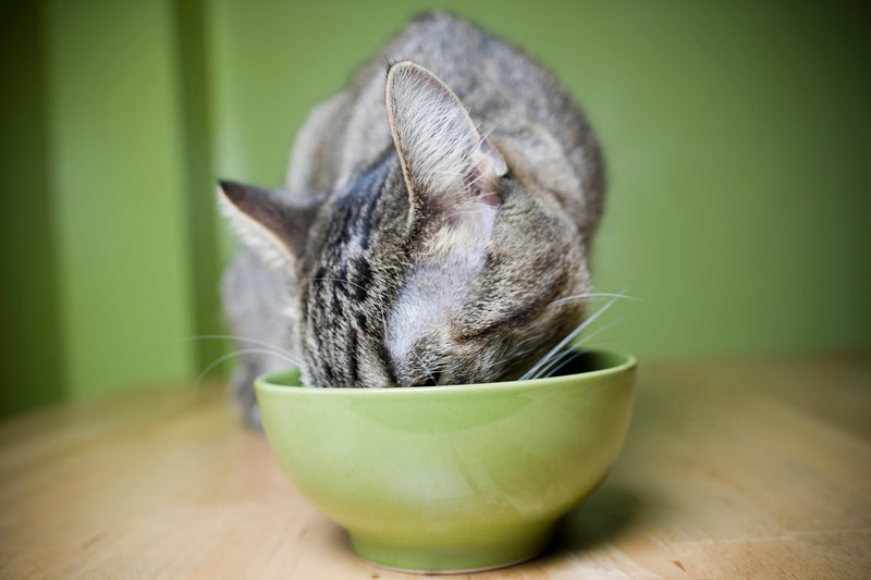 Cat eating Wisdom wet cat food from a green bowl on a wooden surface with a green wall background