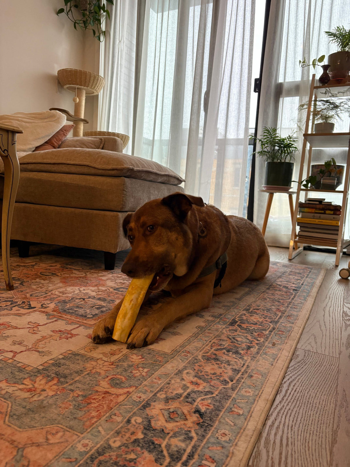 Dog chewing No-Hide Roll Pumpkin Spice Recipe indoors