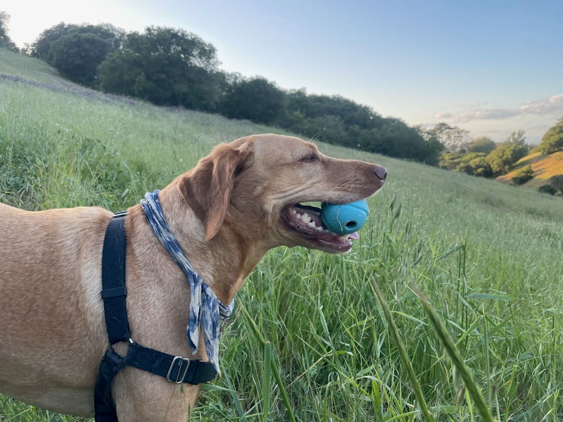 — Doug & Francesca, Pet parents of Luna