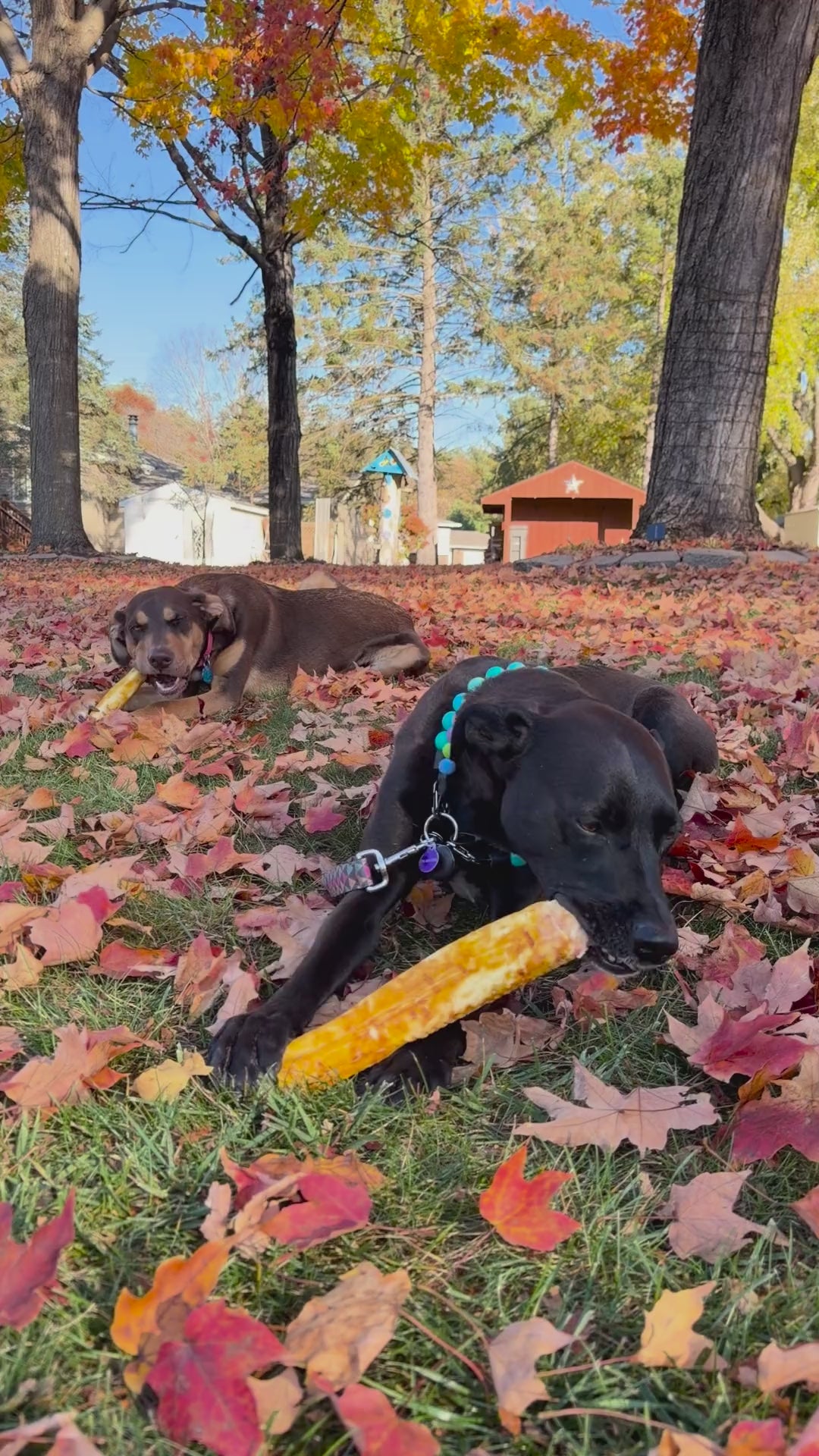 Two dogs eating No-Hide Pumpkin Spice Recipe Rolls in their backyard.