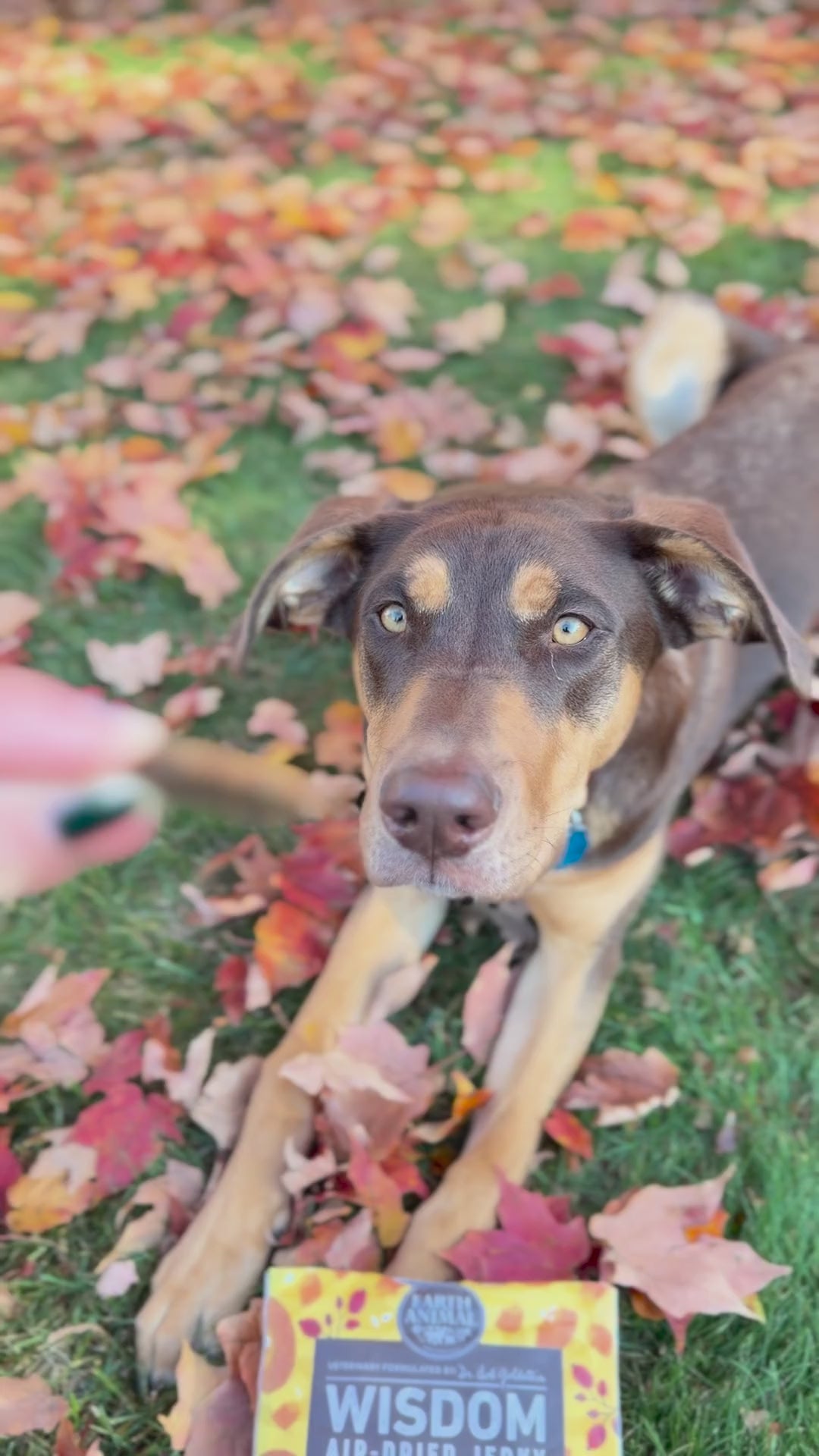Dog eating Wisdom Air-Dried Jerky Pumpkin Spice recipe dog treats