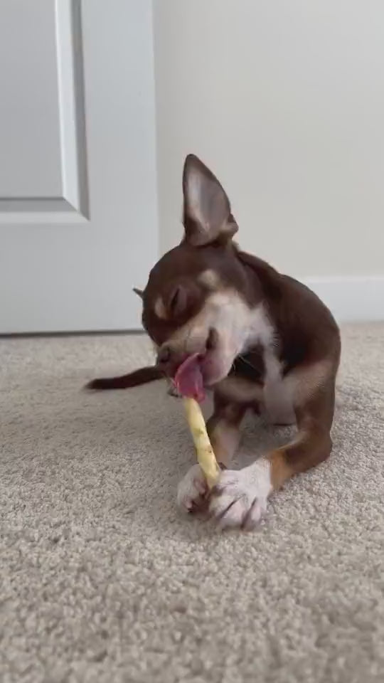 Dog chewing No-Hide Stix Pumpkin Spice Recipe indoors