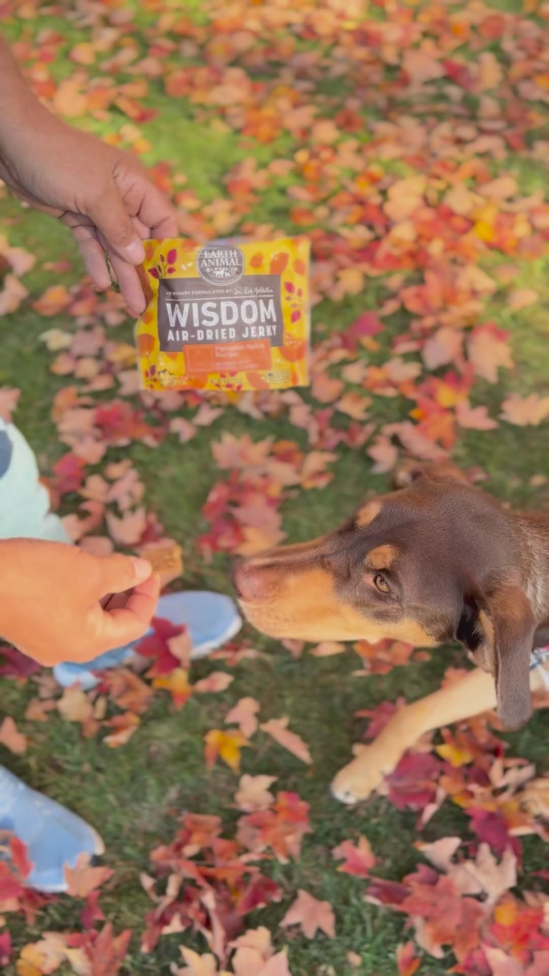 Dog eating Wisdom Air-Dried Jerky Pumpkin Spice recipe dog treats